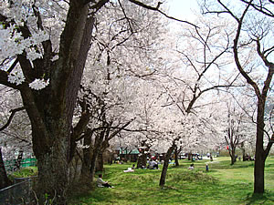 桜野公園